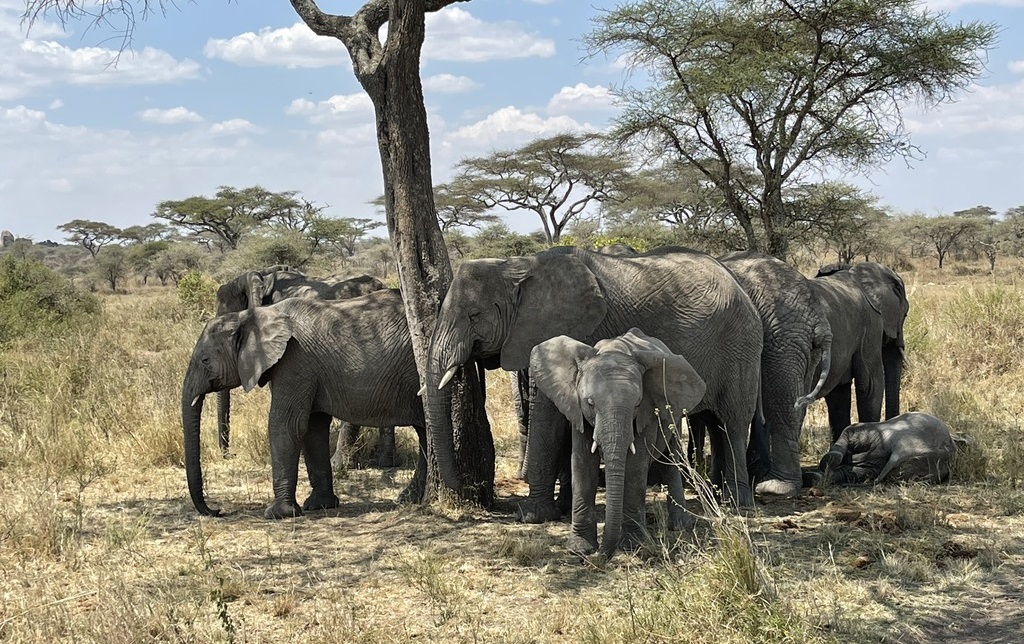 olifanten onder een boom