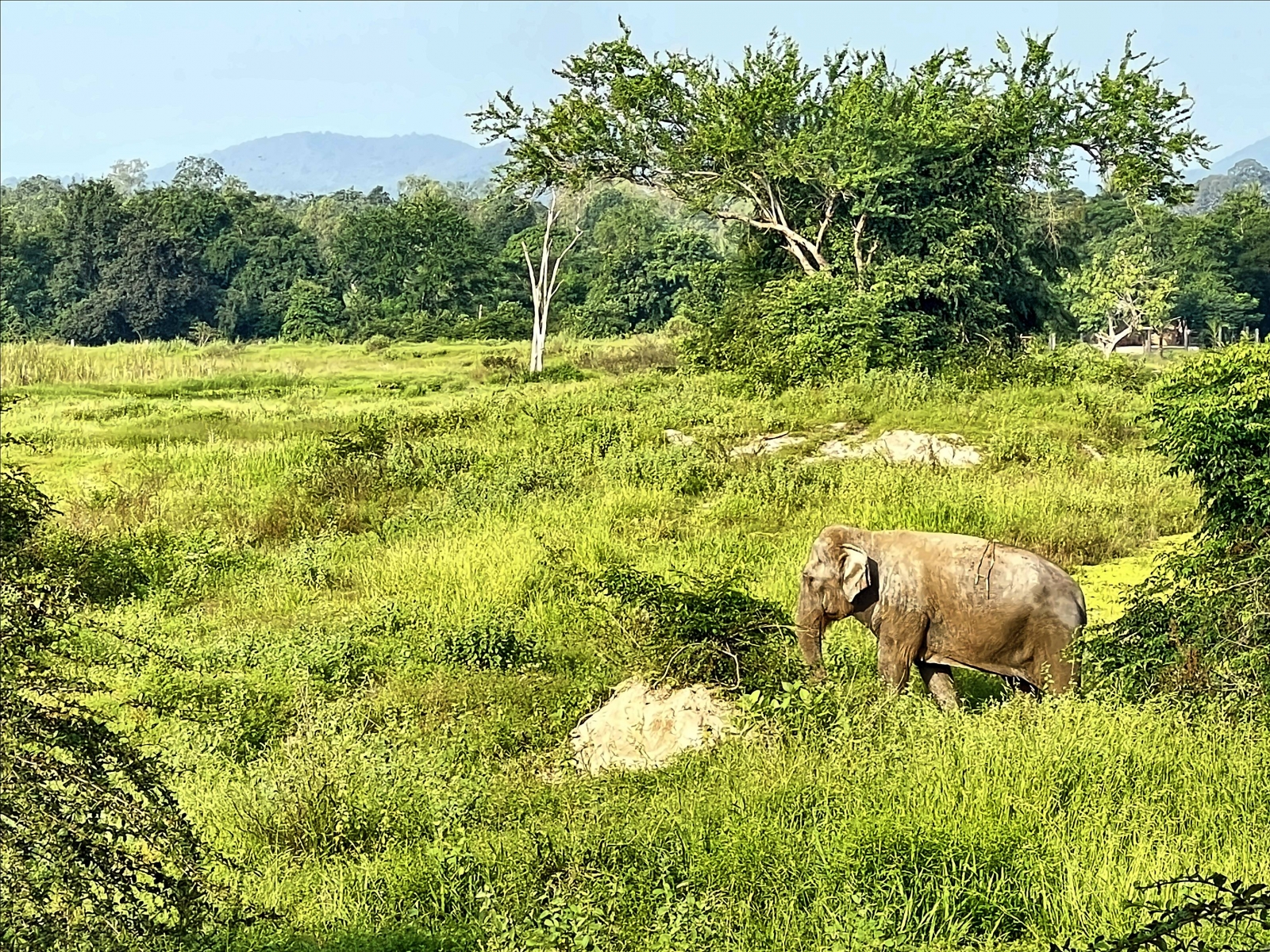 Wildlife Foundation