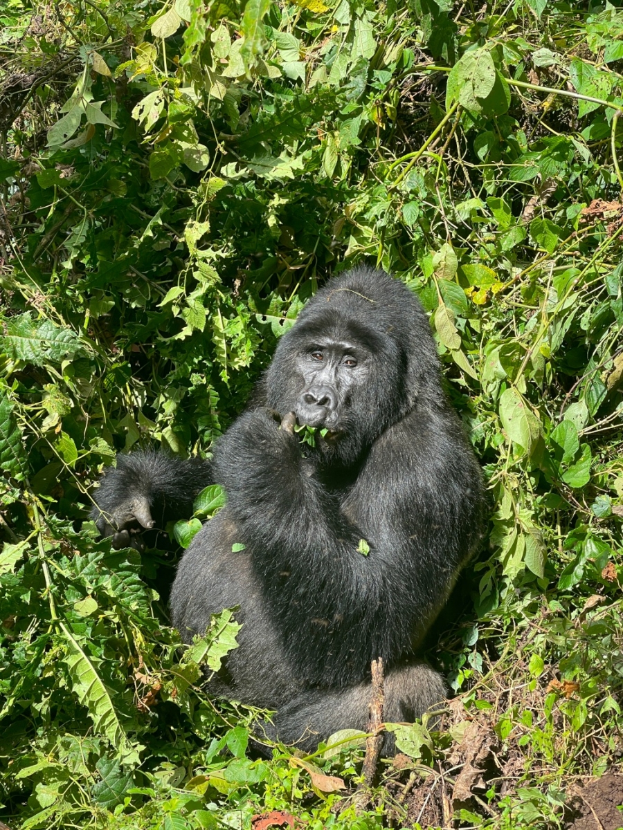 Gorilla in bwindiwoud