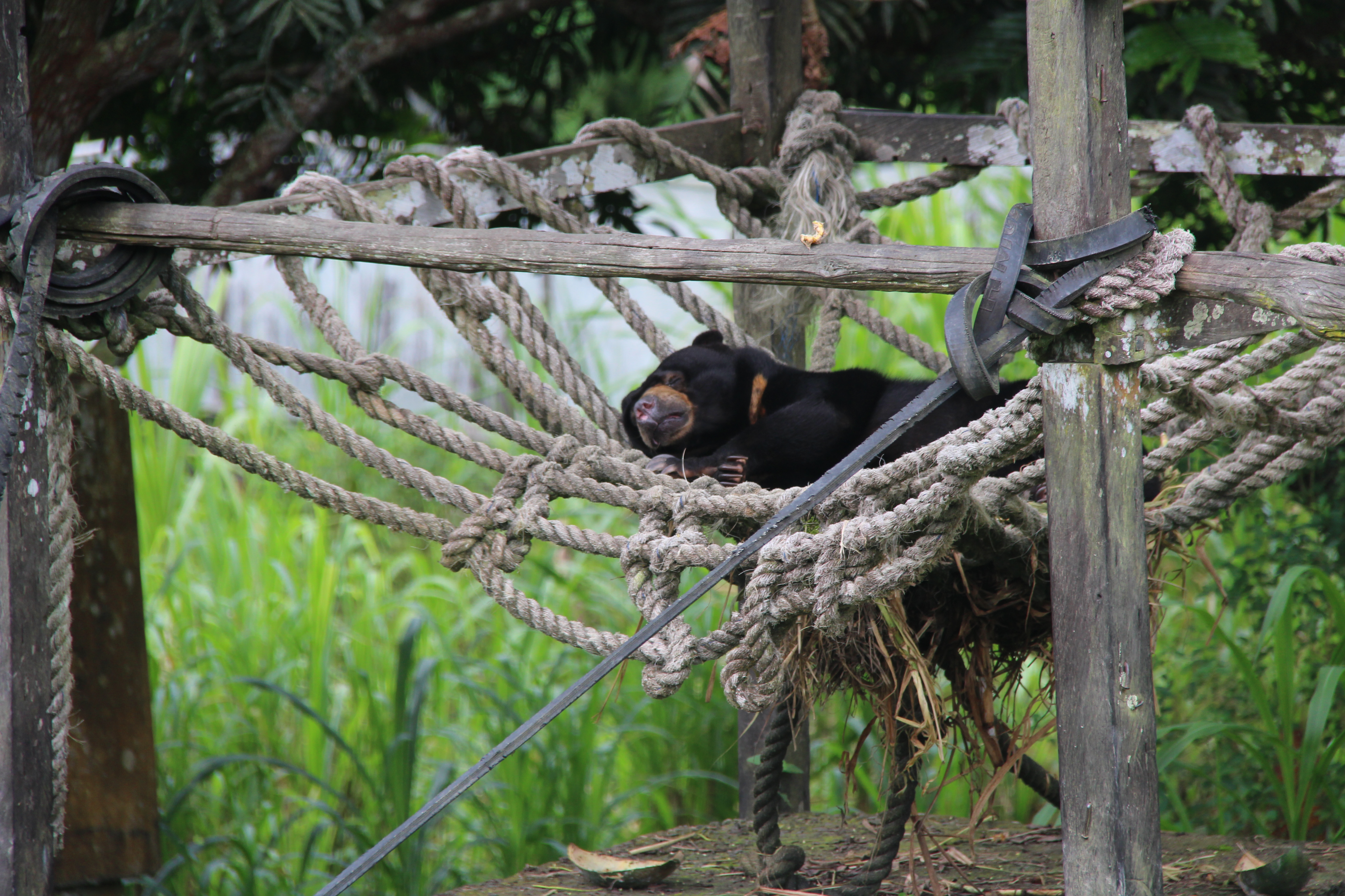 Dieper in Borneo – een beter leven voor zonneberen en orang-oetans