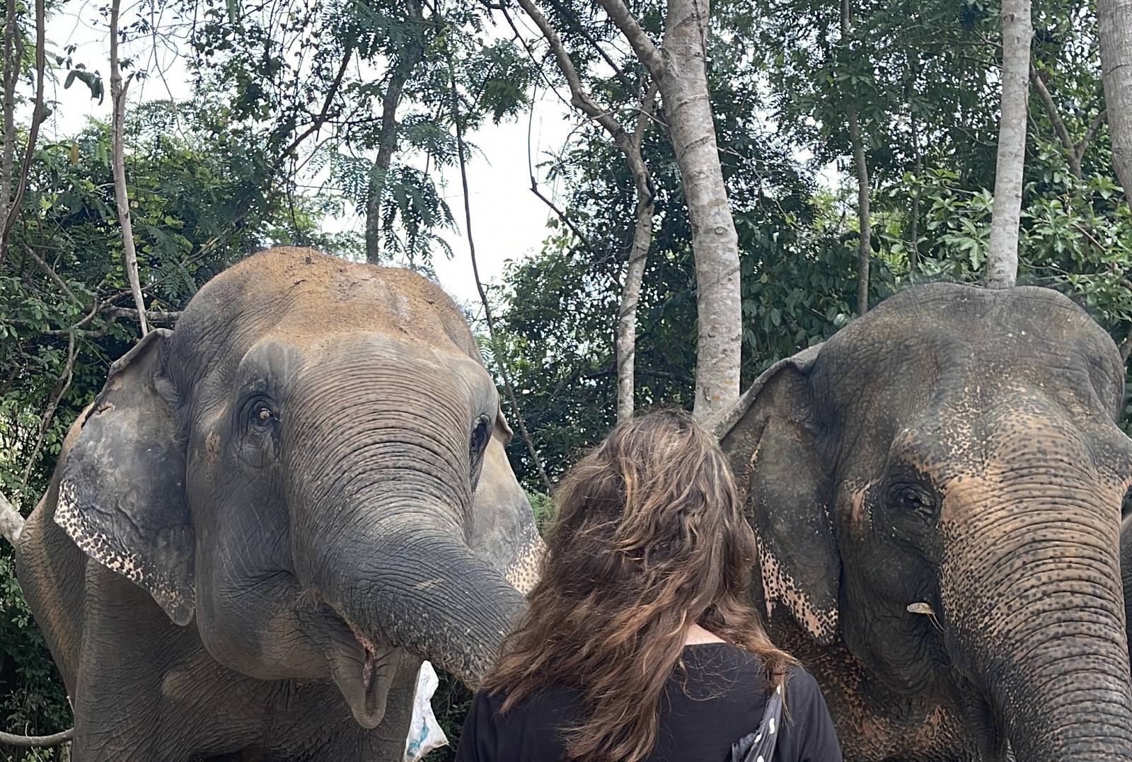 Paula en 2 olifanten