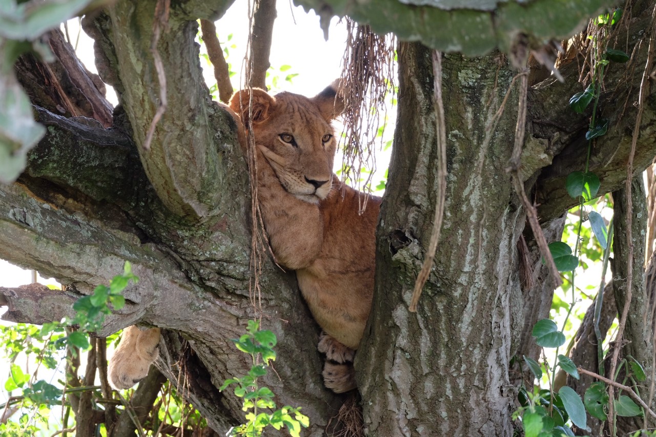 leeuw in een boom