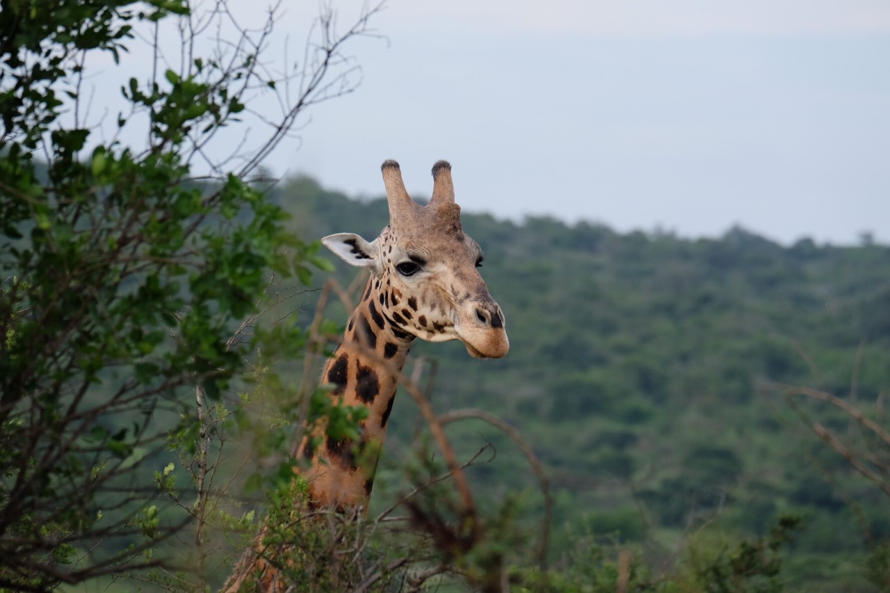 een giraffe die uitsteekt boven de bomen