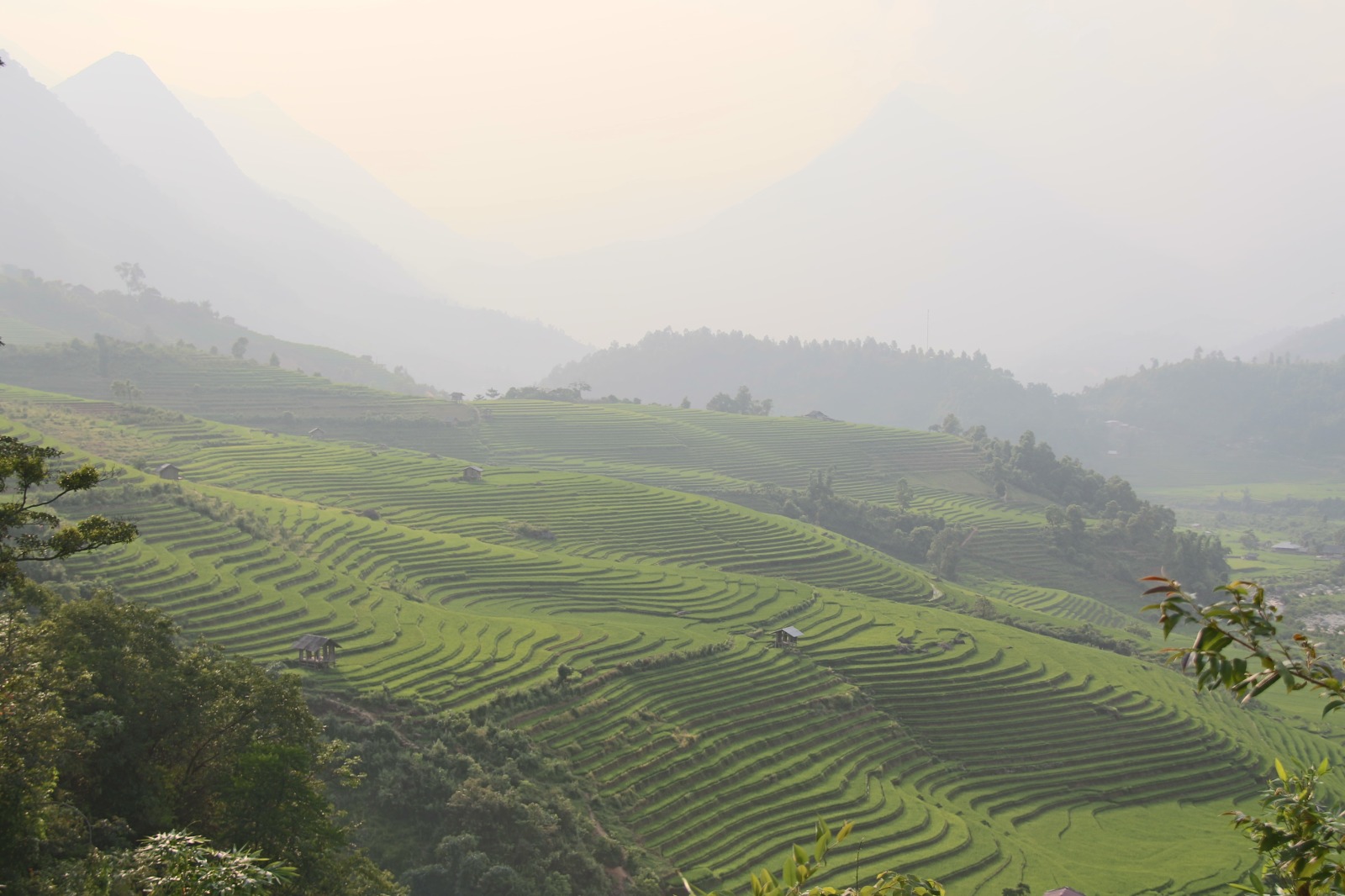 Rijstvelden in Vietnam