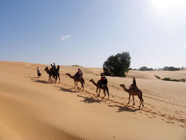 Dromedaris tocht door de woestijn