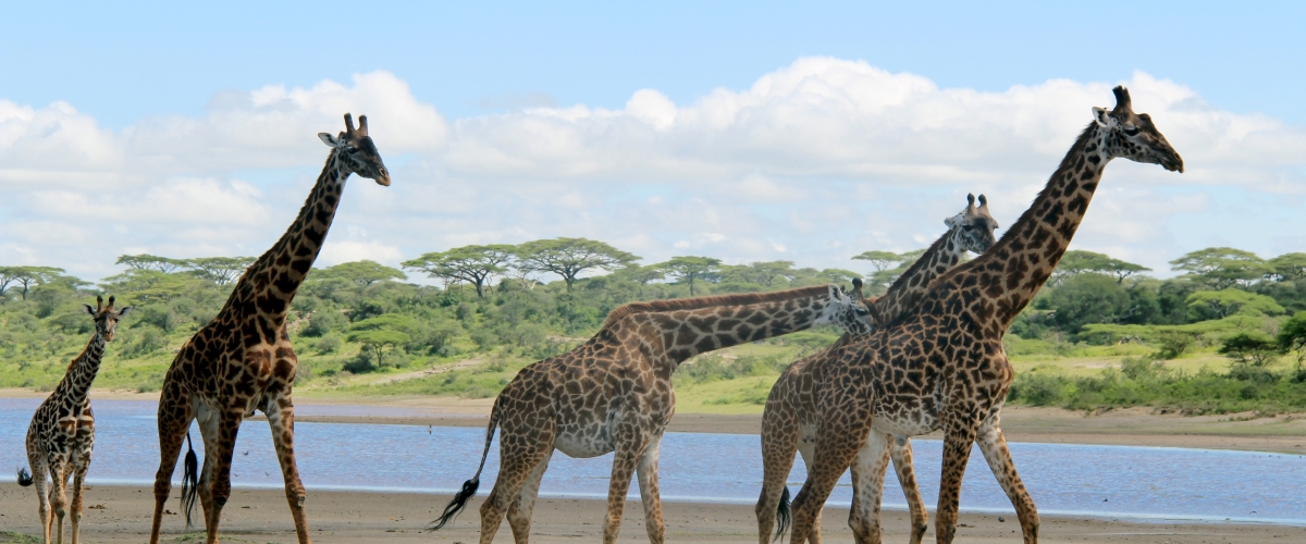 giraffen in Tanzania