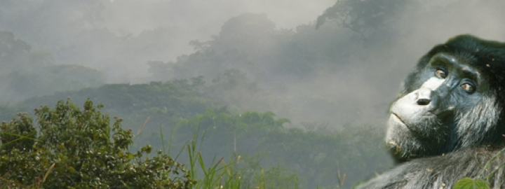 Groot standbeeld van een gorilla in de voorgrond van het mistig regenwoud