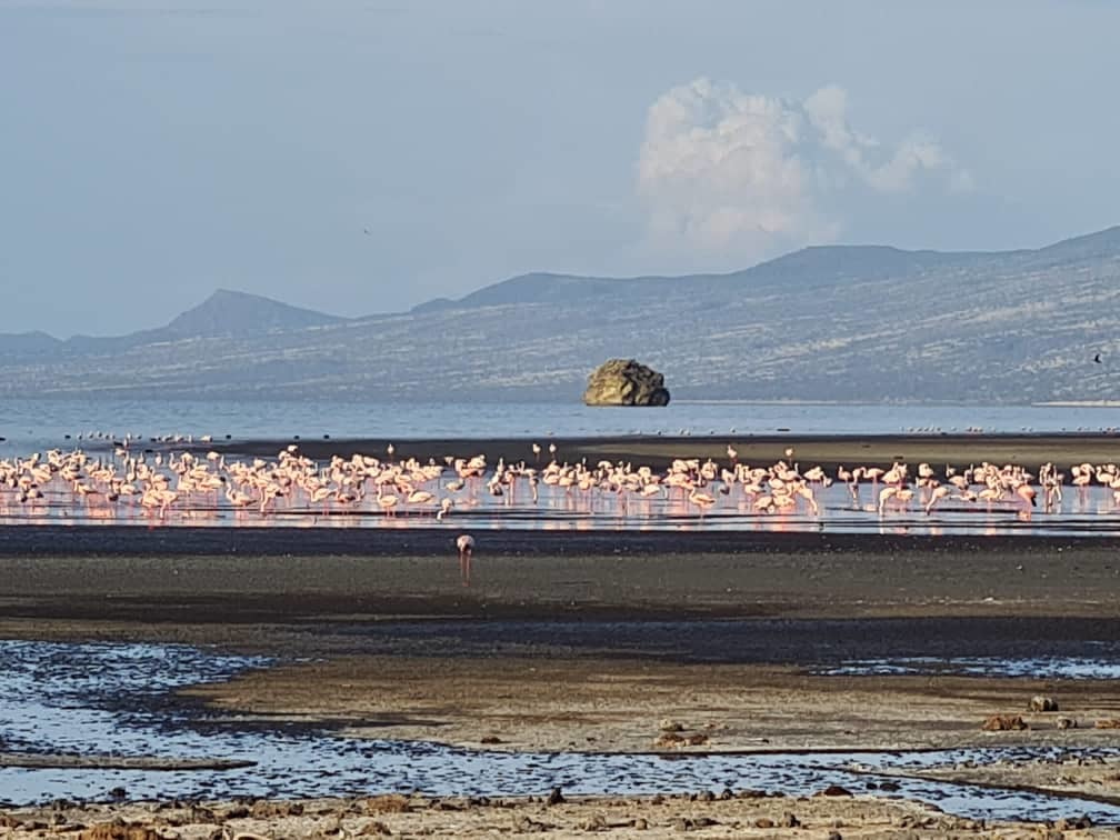 heel veel flamingo's aan het meer