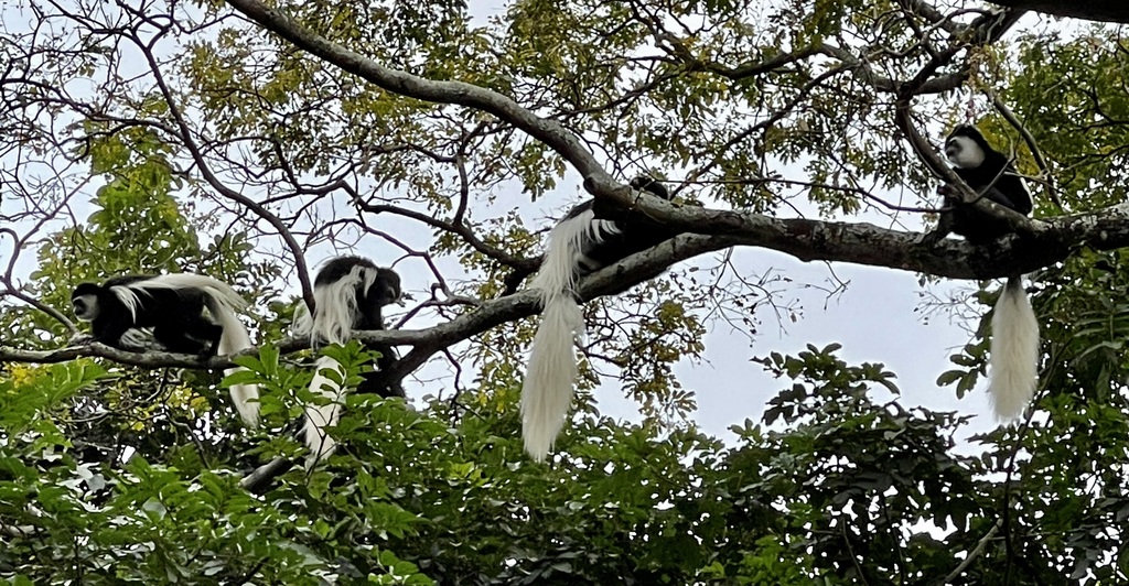 colobusapen in een boom