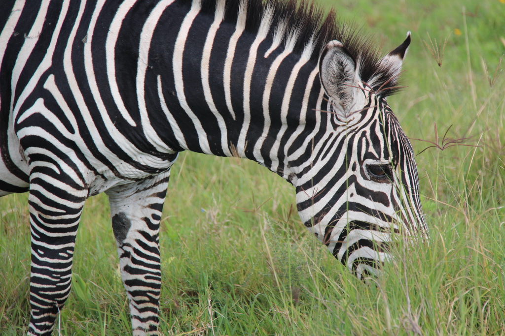 close-up van zebra