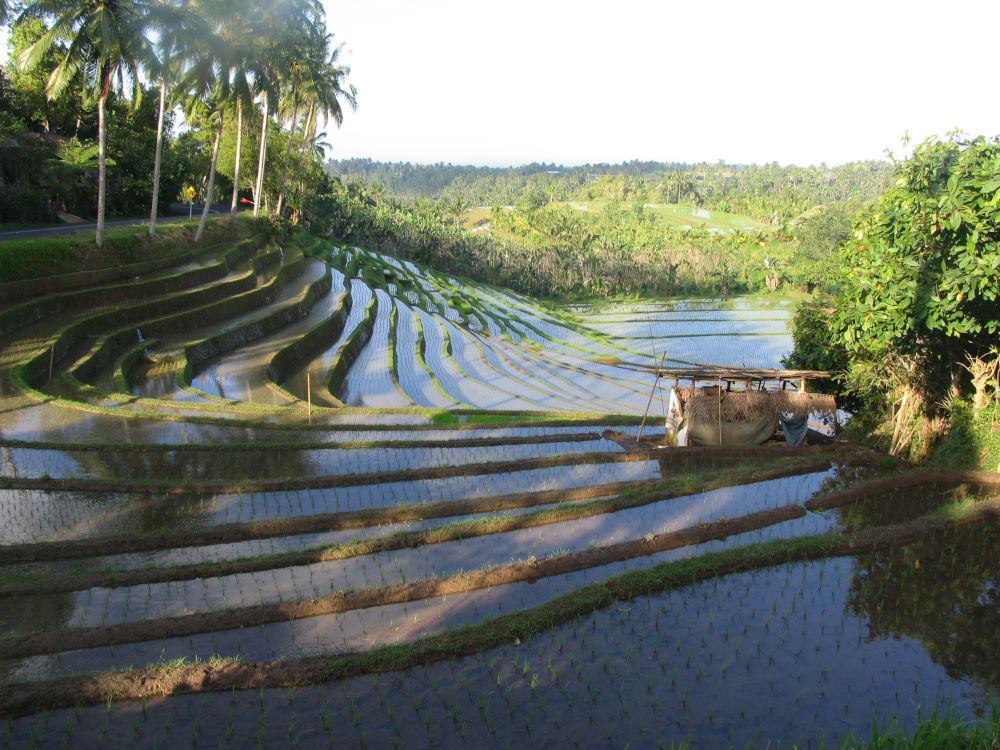 foto van rijstveld