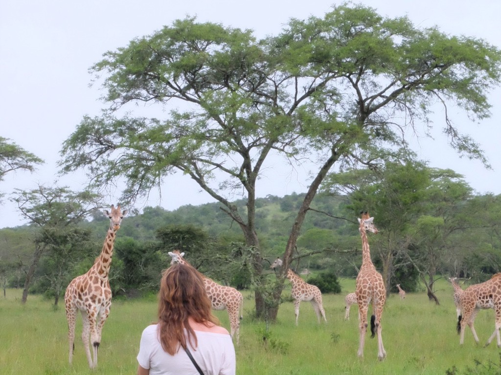 Giraffes in het Mburopark