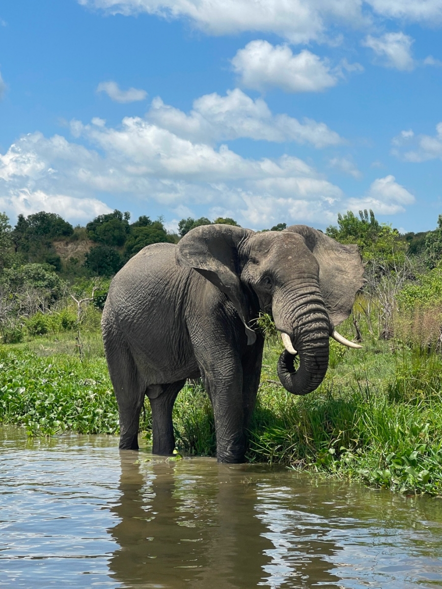 olifant in Queen Elisabeth Nationaal Park