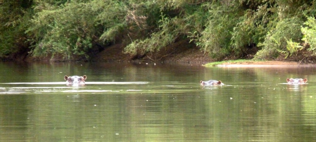 nijlpaarden in de rivier